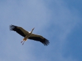 Weißstorch; white stork; Ciconia ciconia