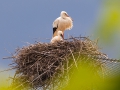 Weißstorch; white stork; Ciconia ciconia