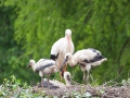 Weißstorch; white stork; Ciconia ciconia
