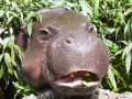 Zwergflusspferd; pygmy hippopotamus; Choeropsis liberiensis; Hexaprotodon liberiensis