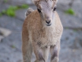 Alpensteinbock; Alpine ibex; Capra ibex