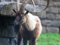 Bezoarziege; wild goat; Capra aegagrus