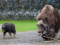 Moschusochse; muskox; Ovibos moschatus