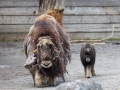 Moschusochse; muskox; Ovibos moschatus