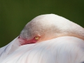 Rosa Flamingo; Greater flamingo; Phoenicopterus ruber roseus