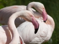 Rosa Flamingo; Greater flamingo; Phoenicopterus ruber roseus