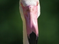 Rosa Flamingo; Greater flamingo; Phoenicopterus ruber roseus