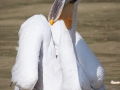 Krauskopfpelikane; Dalmatian pelican; Pelecanus crispus