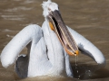 Krauskopfpelikane; Dalmatian pelican; Pelecanus crispus