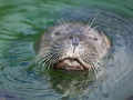 Seehunde; common seal; Phoca vitulina vitulina