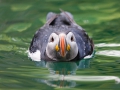 Papageitaucher; Atlantic puffin; Fratercula arctica