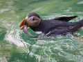 Papageitaucher; Atlantic puffin; Fratercula arctica