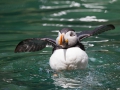 Papageitaucher; Atlantic puffin; Fratercula arctica