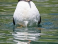 Papageitaucher; Atlantic puffin; Fratercula arctica