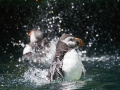 Papageitaucher; Atlantic puffin; Fratercula arctica