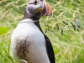 Papageitaucher; Atlantic puffin; Fratercula arctica