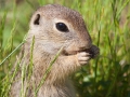 Europäisches Ziesel; European ground squirrel; Spermophilus citellus