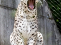 Persischer Leopard; Persian leopard; Panthera pardus ciscaucasica