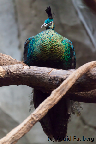 Indochina-Ährenträgerpfau; Pavo muticus; Green peafowl