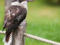 Flugsshow; Jägerliest; Kookabura; Dacelo gigas; Laughing Jackass