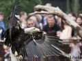 Flugsshow; bald eagle; Haliaeetus leucocephalus; Weißkopfseeadler