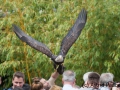 Flugsshow; bald eagle; Haliaeetus leucocephalus; Weißkopfseeadler