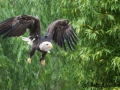 Flugsshow; bald eagle; Haliaeetus leucocephalus; Weißkopfseeadler