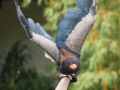 Flugsshow; Gaukler; Terathopius ecaudatus; bateleur