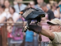 Flugsshow; Gaukler; Terathopius ecaudatus; bateleur