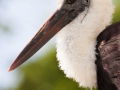 Wollhalsstorch; Ciconia episcopus; woolly-necked stork; bishop stork; white-necked stork