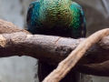 Indochina-Ährenträgerpfau; Pavo muticus; Green peafowl