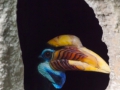 Helmhornvogel; Aceros cassidix; Knobbed Hornbill