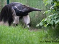 Großer Ameisenbär; Myrmecophaga tridactyla; Giant Anteater