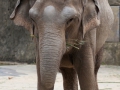 Asiatischer Elefant; Elphas maximus; Asian Elephant