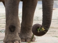 Asiatischer Elefant; Elphas maximus; Asian Elephant