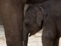 Asiatischer Elefant; Elphas maximus; Asian Elephant