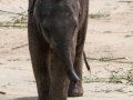 Asiatischer Elefant; Elphas maximus; Asian Elephant