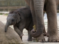 Asiatischer Elefant; Elphas maximus; Asian Elephant