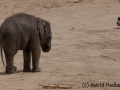 Asiatischer Elefant; Elphas maximus; Asian Elephant