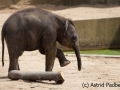 Asiatischer Elefant; Elphas maximus; Asian Elephant