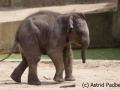 Asiatischer Elefant; Elphas maximus; Asian Elephant