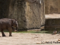 Asiatischer Elefant; Elphas maximus; Asian Elephant