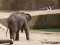 Asiatischer Elefant; Elphas maximus; Asian Elephant