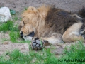 Asiatischer Löwe; Panthera leo persica; Indian Lion