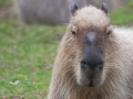 Wasserschwein; Hydrochaeris hydrochaeris; Capybara