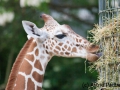 Netzgiraffe; Giraffa camelopardalis reticulata; Reticulated Giraffe