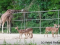 Impala; Aepyceros melampus; Impala