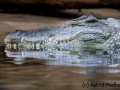 Nilkrokodil; Crocodylus niloticus; Nile Crocodile