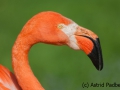 Kubaflamingo; Phoenicopterus ruber; Caribbean Flamingo