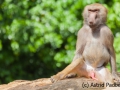 Mantelpavian; Papio hamadryas; Hamadryas baboon